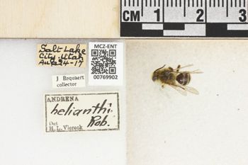 Media type: image;   Entomology 769902 Aspect: Labels